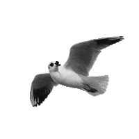 Seagull Moewe Sticker by DEICHBRAND Festival 