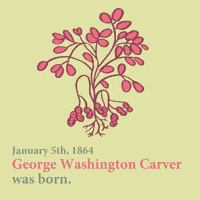 Sweet Potato History GIF by gifnews