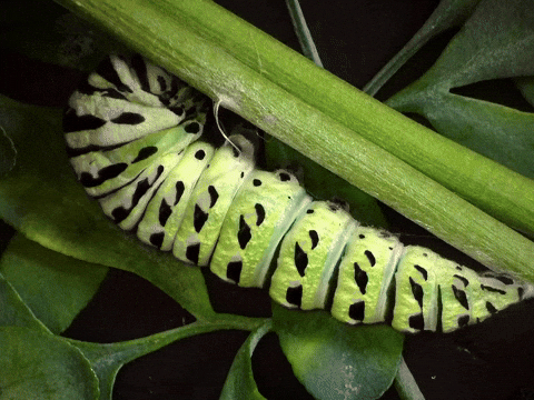 Molting Time Lapse GIF by Ansel Oommen