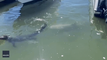 Shark Bites Alligator's Foot in South Carolina Waters
