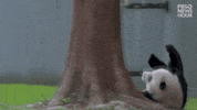 Fall Rolling GIF by PBS NewsHour