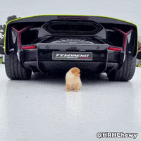 Pomeranian Kroshka GIF