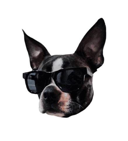 French Bulldog Dog Sticker by Diggs Pet