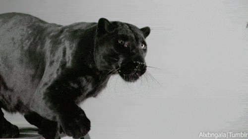 Cat Wave GIF