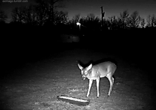 deer running GIF by Cheezburger