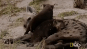 nat geo wild cubs GIF by Savage Kingdom