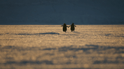 disney penguins GIF by Disneynature