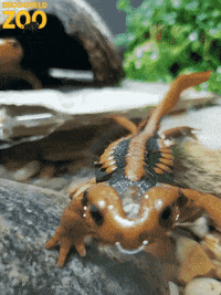 BrookfieldZoo swimming curious lizard hey there GIF