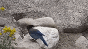 colorado GIF