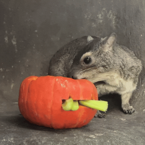 Halloween Pumpkin GIF by Valley Zoo Development Society
