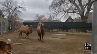 Camels at Denver Zoo Celebrate First Birthday