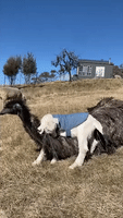 Emu Is the Perfect Playmate for Fun-Loving Kid Goat
