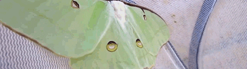 luna moth insects GIF