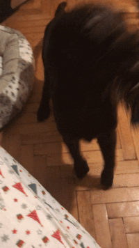 fly place GIF
