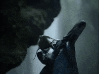 aurora aksnes glassnote music GIF by AURORA