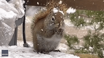 Snow-Hatted Squirrel Nibbles on Food During Spring Snowstorm in Newfoundland