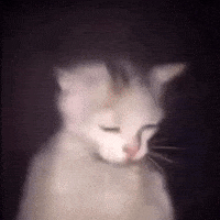 Cat Baby GIF