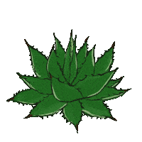 Plant Agave Sticker
