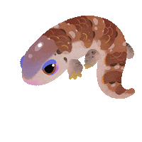 Blue Tongue Skink Lizard Sticker by pikaole