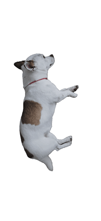 강아지 Sticker