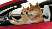 Tesla GIF by DogeGF