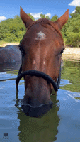 'Had Me Worried!' Horse Holds Breath Underwater for Impressive Length of Time