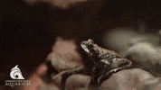 Happy Jump GIF by Living Planet Aquarium