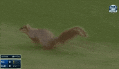 squirrel GIF by SB Nation
