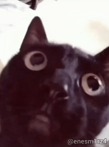 Sinirli Kedi GIF by Rüzgar