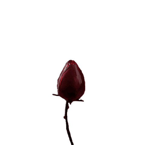 Güller Sticker by Kanal D