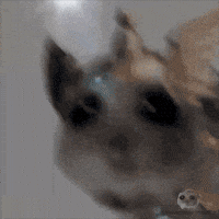 Hat Lightning GIF by Sad Hamster