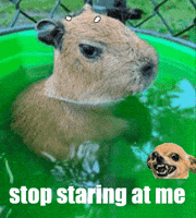 Angry GIF by Gifs Lab