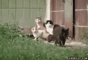 cat rat GIF