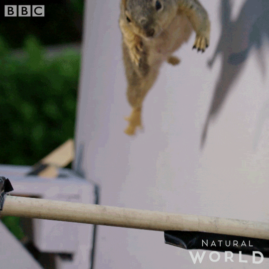 cling natural world GIF by BBC Earth