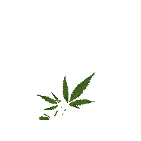 BioBloom organic bio cbd hemp Sticker