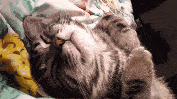 Video gif. Gray tabby cat sleeping on its back, subtly boxing its paws like it's dreaming of playing.