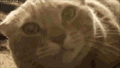 face get GIF