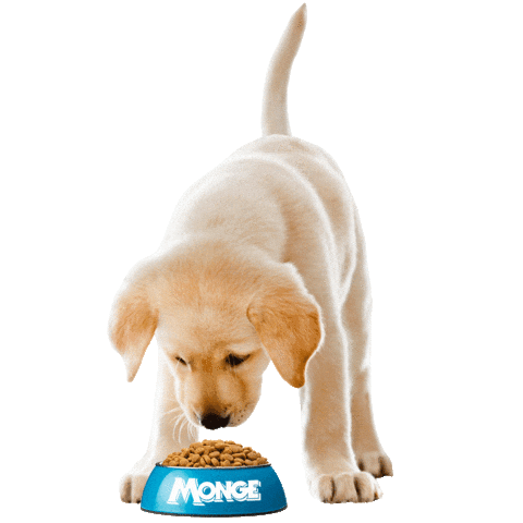 Mongepet giphyupload sweet cane monge Sticker
