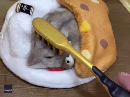 Pampered Hamster Leaves Tiny Beer Can to One Side as Owner 'Brushes' It to Sleep