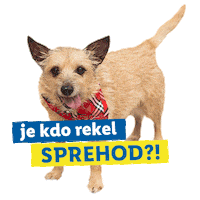 Cat Dog Sticker by Lidl Slovenija