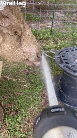 When You Goat To Have A Drink