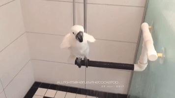 Harley the Cockatoo Loves Her Shower