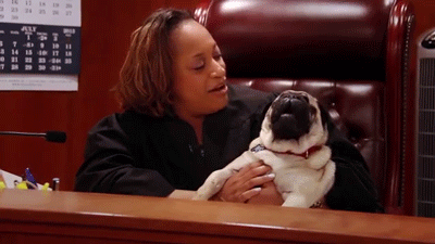 judge GIF