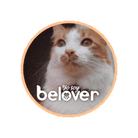 Cat Pepe Sticker by Befoods Chile