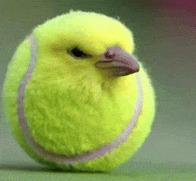 Bird Tennis GIF