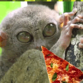 Pizza Spirit Animal GIF
