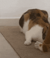 Cute Cat GIF