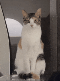 Cat Nu GIF