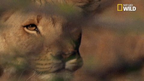 soul of the cat GIF by Nat Geo Wild 