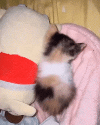 cat kitty sleeping GIF